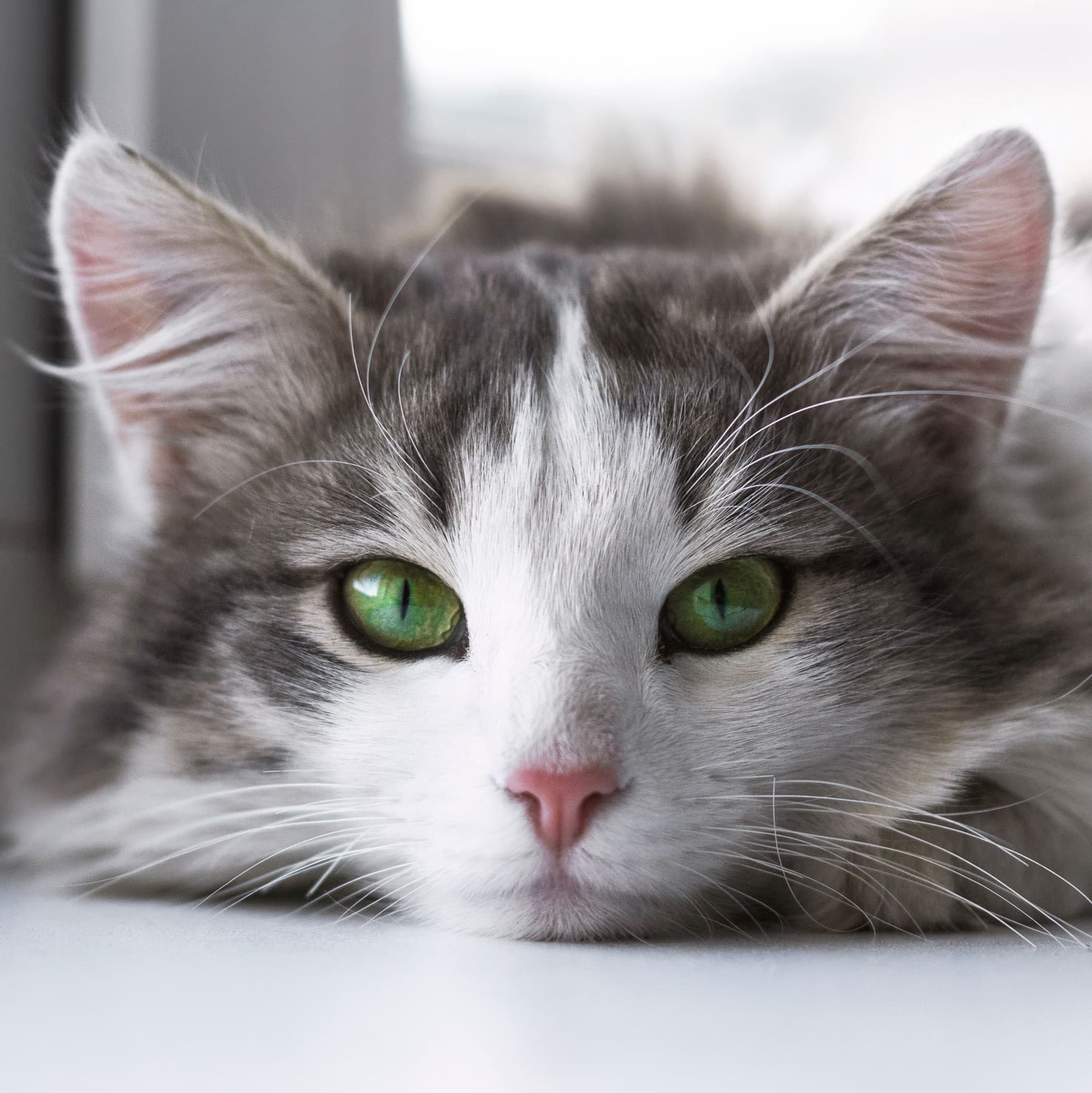 차분한 성격의 치즈 고양이 마루, 1묘 가정에 잘 맞아요